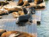 Оккупанты пирсов – морские львы Оккупанты пирсов – морские львы