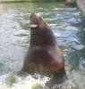 Призывники 2010: дельфины и морские львы Призывники 2010: дельфины и морские львы