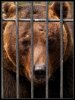Животные зоопарка страдают от осенней сырости Животные зоопарка страдают от осенней сырости