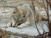 Волки пришли в город Волки пришли в город