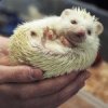 Карликовый ежик -- новое увлечение британских модниц Карликовый ежик -- новое увлечение британских модниц