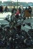 Голуби в городе Голуби в городе