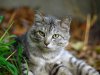Заведите кошку для … здоровья Заведите кошку для … здоровья