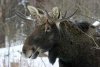 Лося едва спасли от гастарбайтеров Лося едва спасли от гастарбайтеров