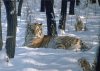 10 фактов о символе 2010 года 10 фактов о символе 2010 года