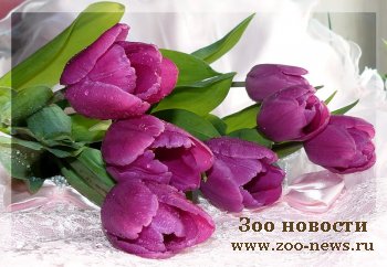 Цветочный словарик изображения Цветочный словарик изоражения