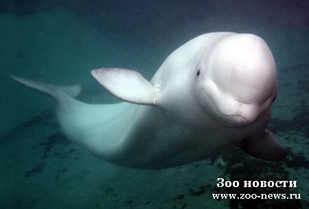 http://www.zoo-news.ru/uploads/posts/2008-10/1225217509_beluha_450.jpg