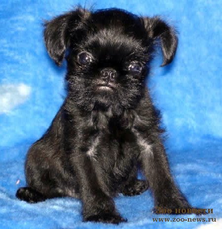 http://www.zoo-news.ru/uploads/posts/2008-10/1225217723_griffon_450.jpg
